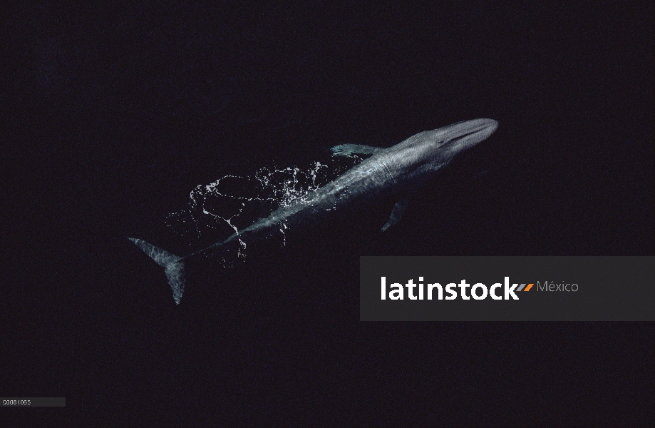 Ballena azul (Balaenoptera musculus), superficie, mar de Cortés, México