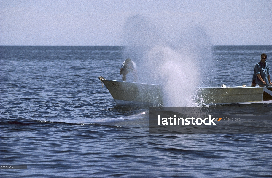 Ballena azul (Balaenoptera musculus) investigador Richard Sears fotografiando una ballena brota cerc