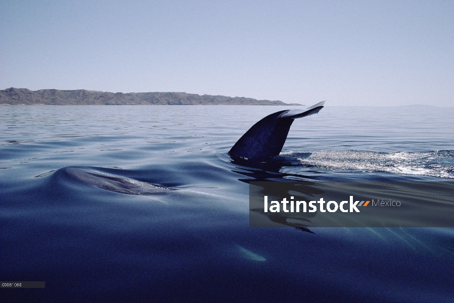 Cola de ballena azul (Balaenoptera musculus), mar de Cortés, México