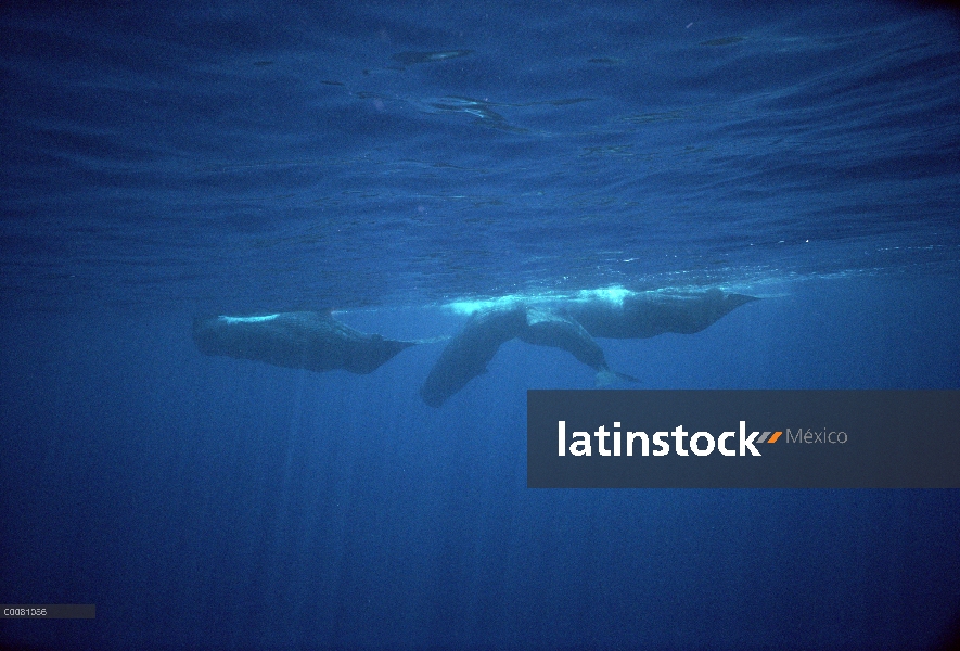 Grupo social de cachalote (Physeter macrocephalus) en superficie, Sri Lanka