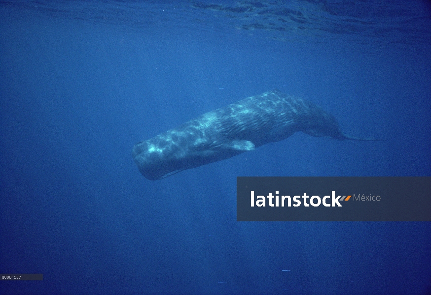 Retrato de cachalote (Physeter macrocephalus), Sri Lanka