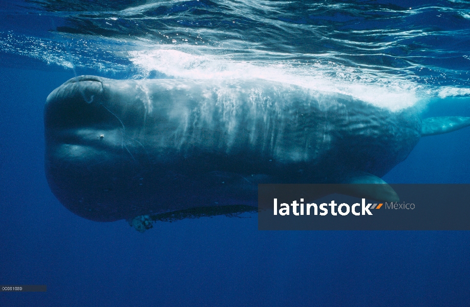 Cachalote (Physeter macrocephalus) atrapada en red, Sri Lanka