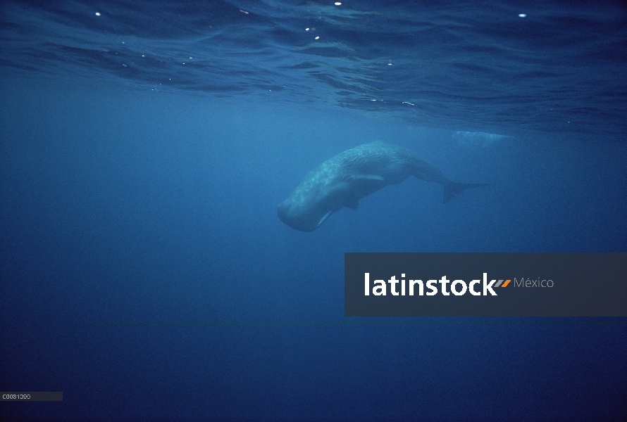 Cachalote (Physeter macrocephalus) adulto bajo el agua, Sri Lanka