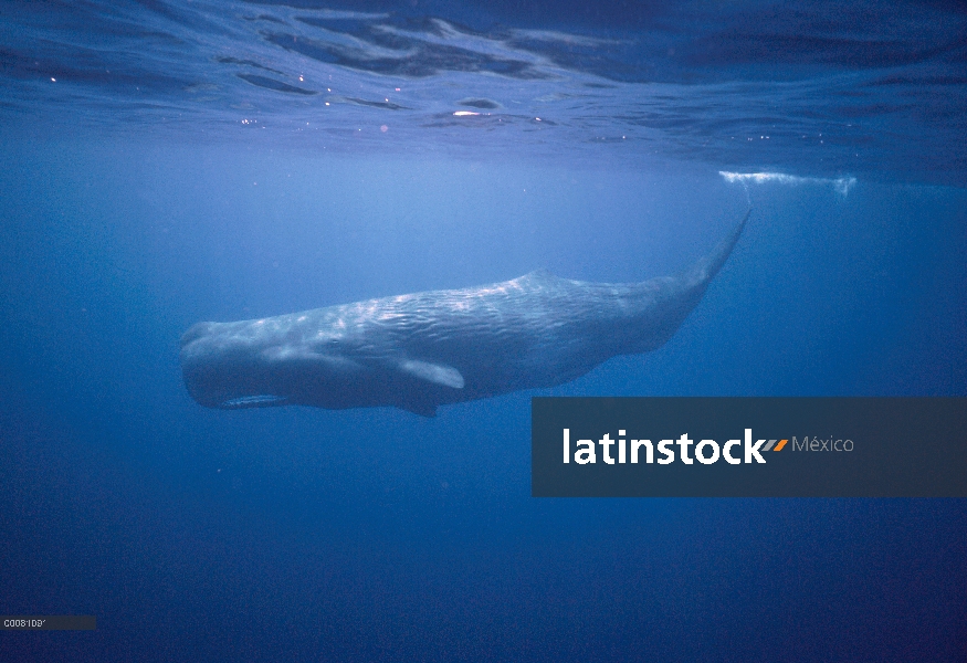 Retrato de cachalote (Physeter macrocephalus), Sri Lanka