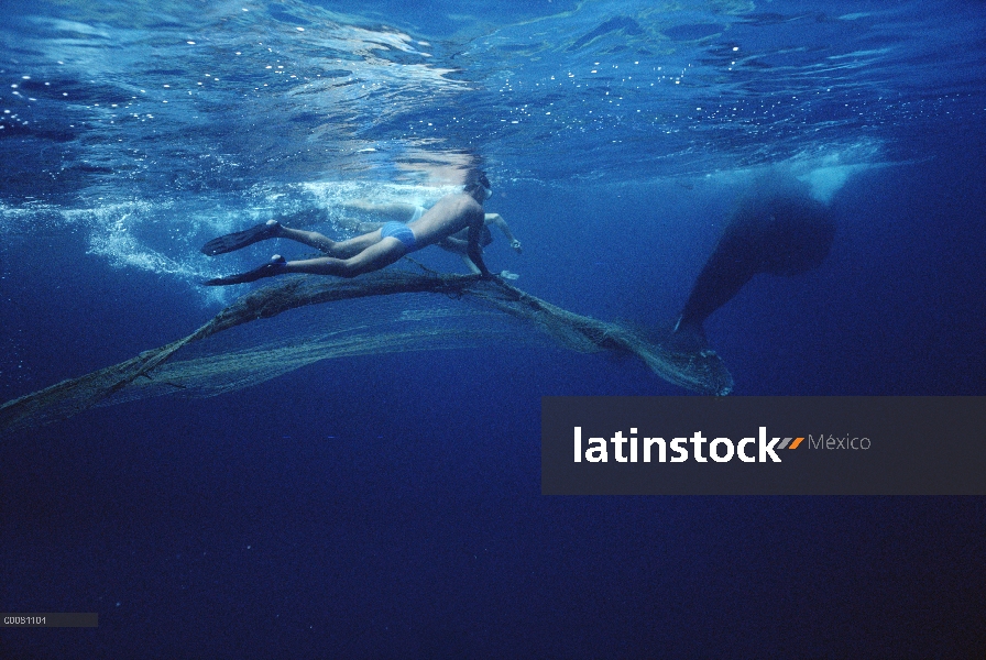 Se corta la cola de cachalote (Physeter macrocephalus) atrapada en red por buzo, Sri Lanka