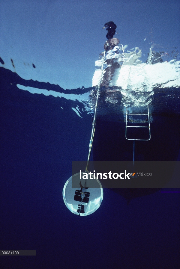 Comunicación de registro de investigador cachalote (Physeter macrocephalus), Sri Lanka