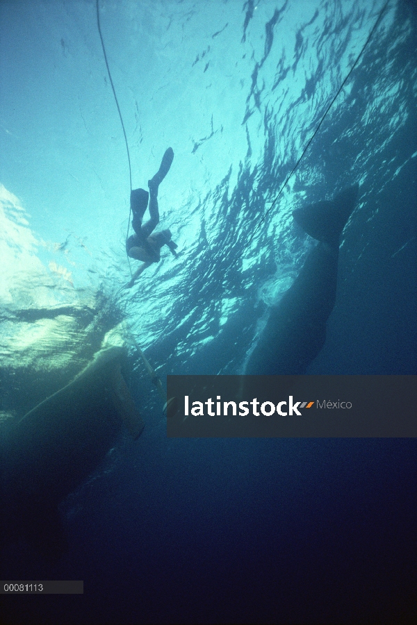 Ballena fotografía del investigador del cachalote (Physeter macrocephalus), Sri Lanka