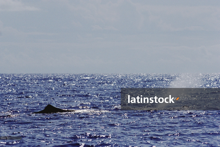 Cachalote (Physeter macrocephalus) echa en chorro, Sri Lanka