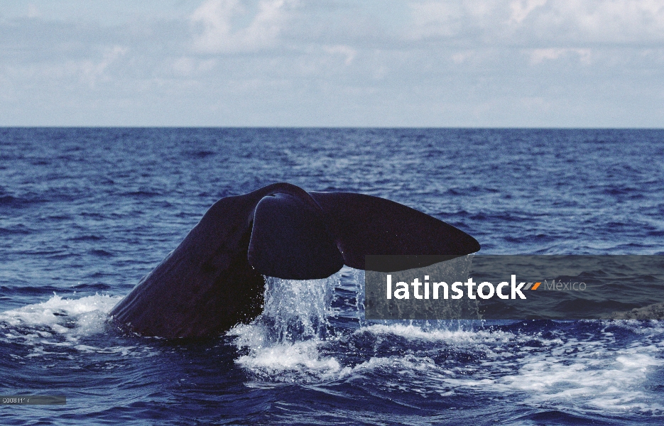 Cola de cachalote (Physeter macrocephalus), Sri Lanka