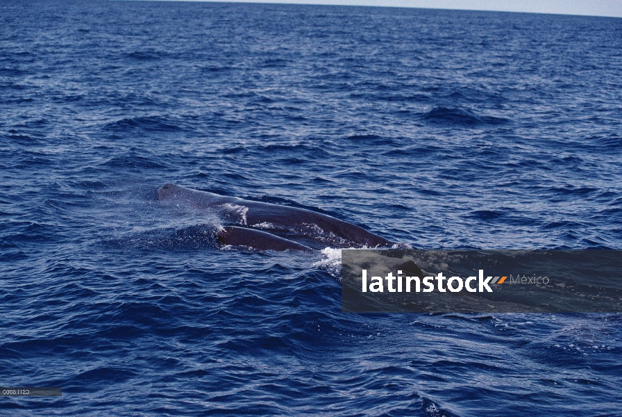 Pod de cachalote (Physeter macrocephalus) en la superficie del océano, Sri Lanka