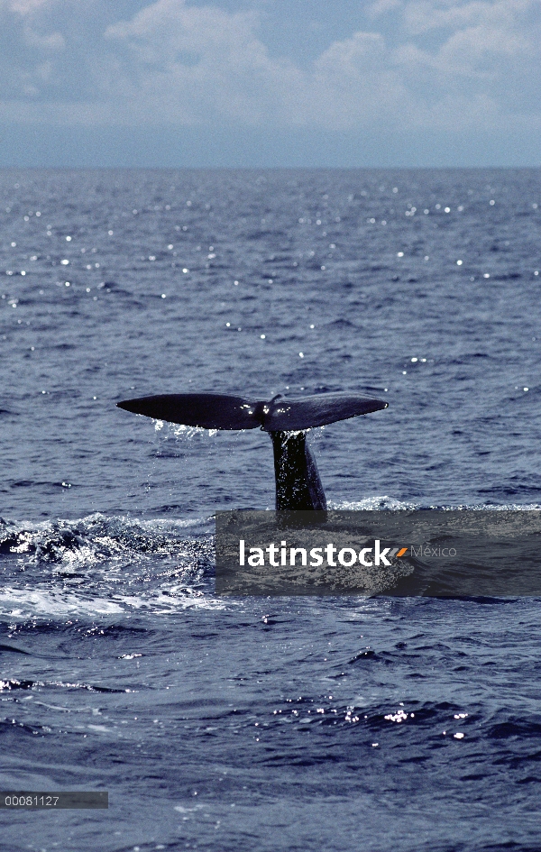 Cola de cachalote (Physeter macrocephalus), Sri Lanka