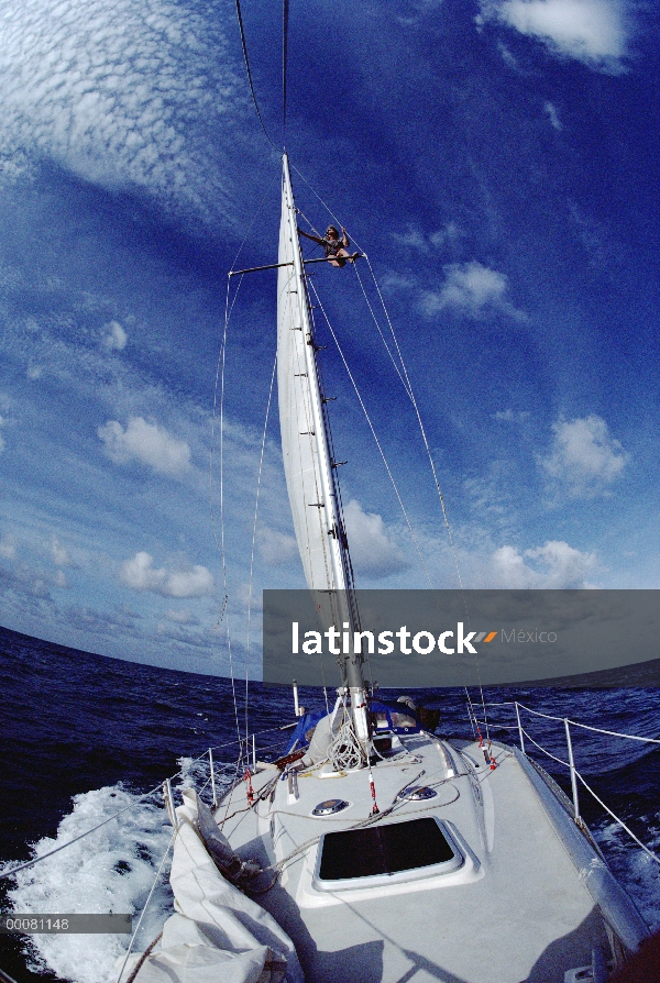 Cachalote (Physeter macrocephalus) investigador Hal Whitehead en cuervos anidan avistamiento ballena