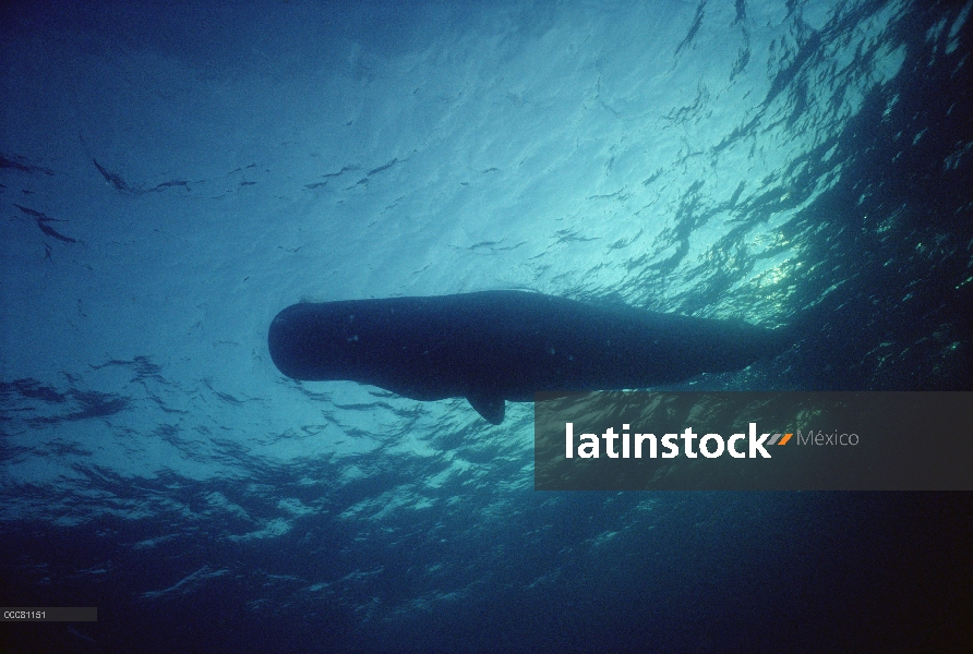 Silueta de cachalote (Physeter macrocephalus), Sri Lanka