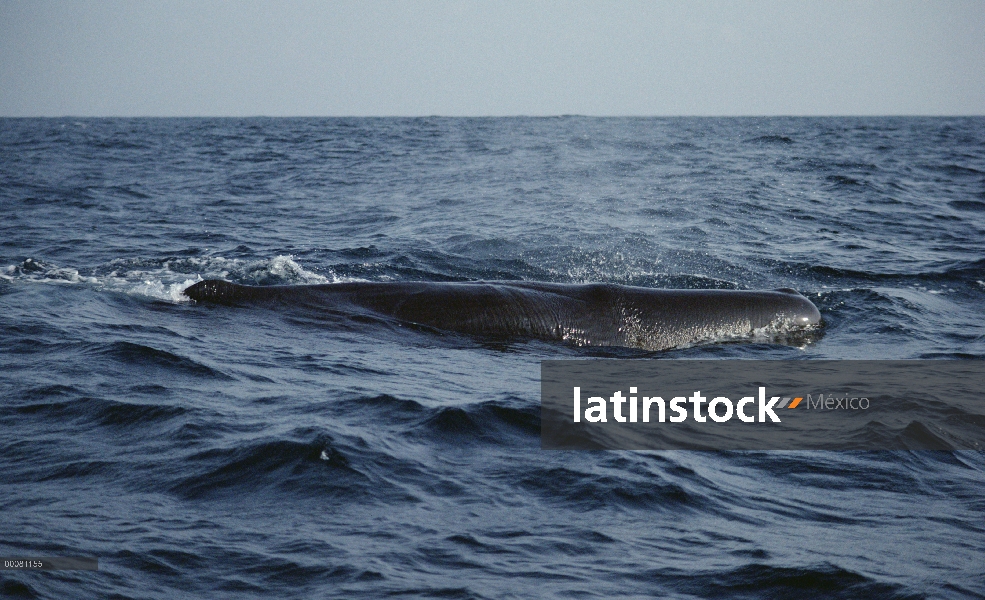 Cachalote (Physeter macrocephalus) superficie, Sri Lanka