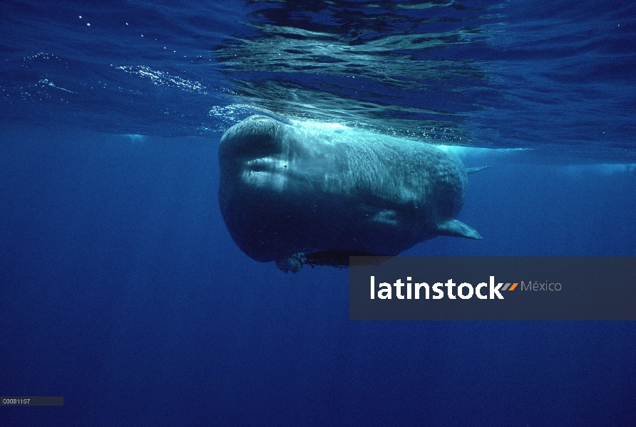 Cachalote (Physeter macrocephalus) nadar bajo el agua