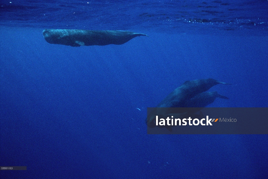 Grupo de cachalote (Physeter macrocephalus), Sri Lanka