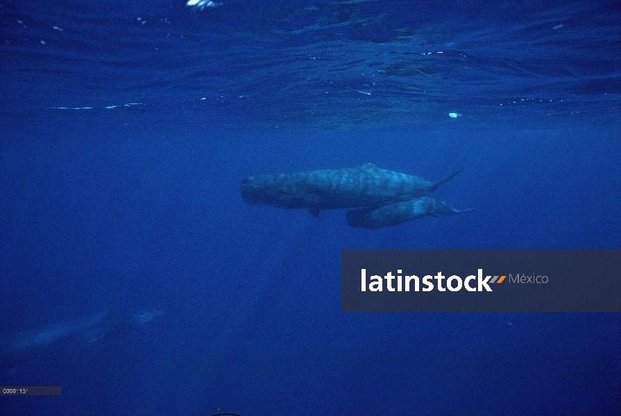 Grupo de cachalote (Physeter macrocephalus), Costa de Kona, Hawaii