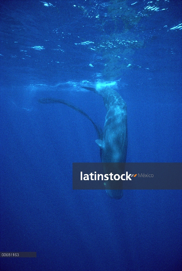 Cachalote (Physeter macrocephalus) buceo, Hawaii