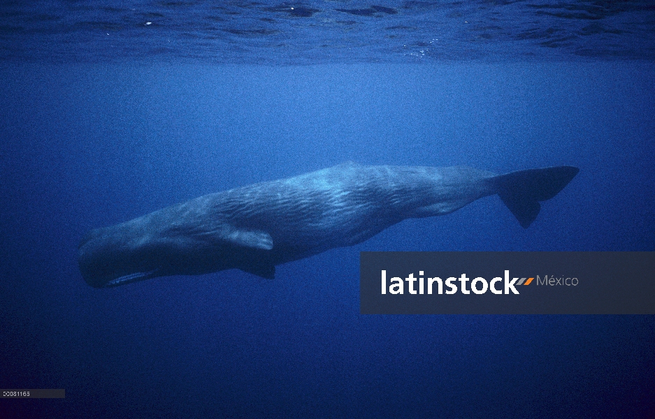 Cachalote (Physeter macrocephalus), Sri Lanka