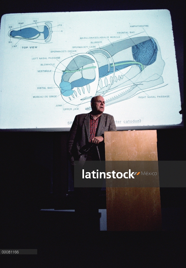 Cachalote (Physeter macrocephalus) Conferencia de Kenneth Norris