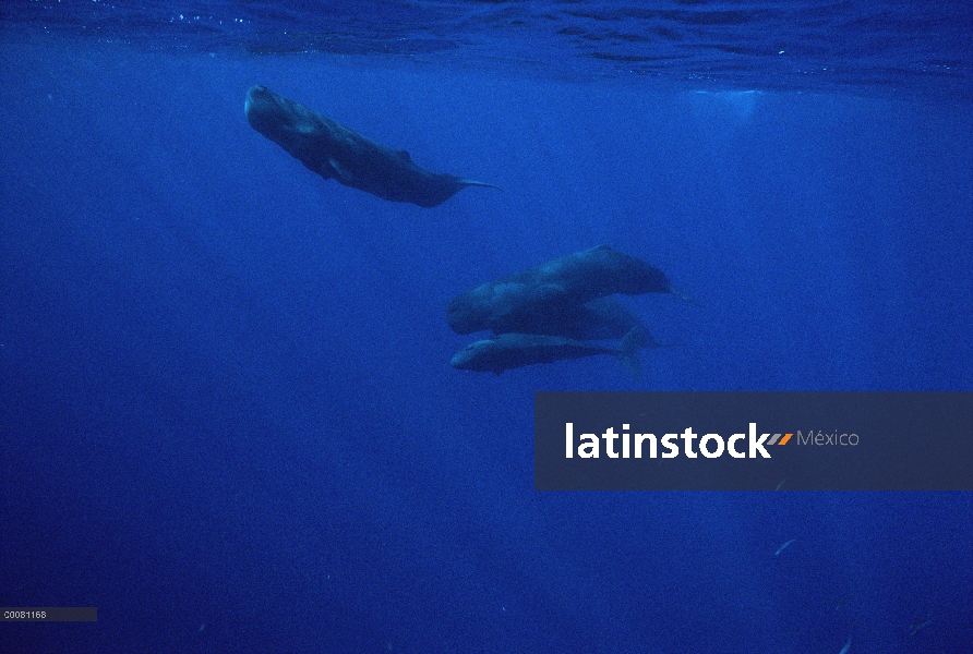 Cachalote (Physeter macrocephalus), la costa de Kona, Hawaii