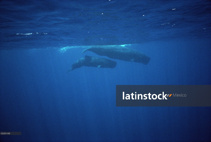 Cachalote (Physeter macrocephalus) y la pantorrilla, Sri Lanka