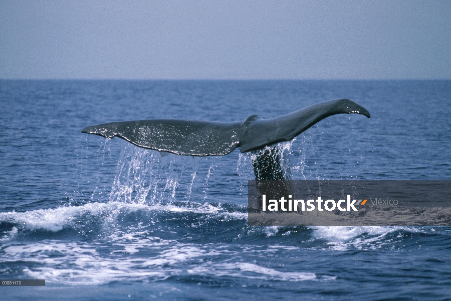 Cola de cachalote (Physeter macrocephalus) de la costa de Kona, Hawaii