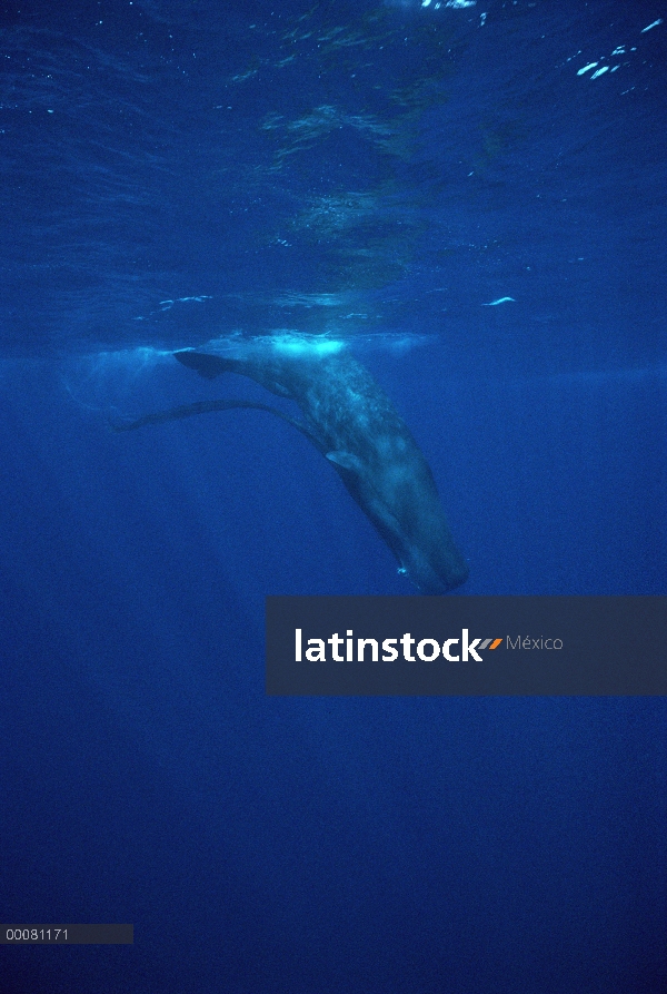 Cachalote (Physeter macrocephalus) buceo con red de pesca capturados en la mandíbula, Sri Lanka