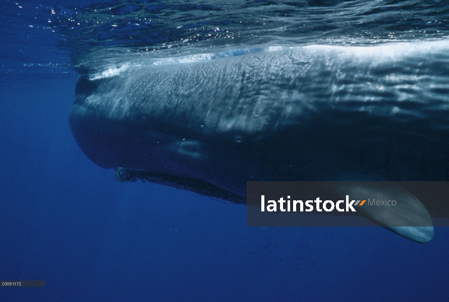 Cachalote (Physeter macrocephalus) atrapada en red, Sri Lanka