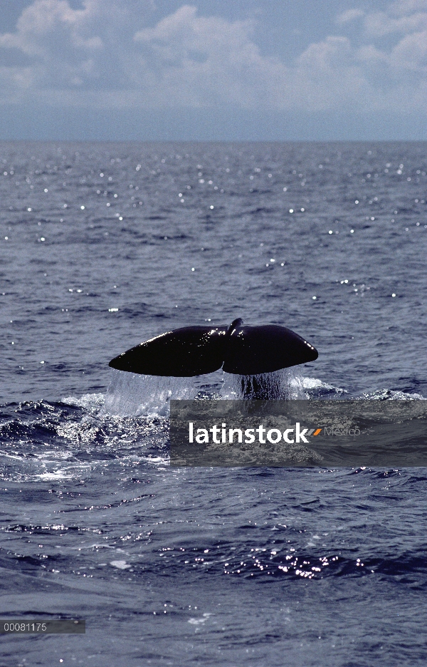 Cola de cachalote (Physeter macrocephalus), Sri Lanka