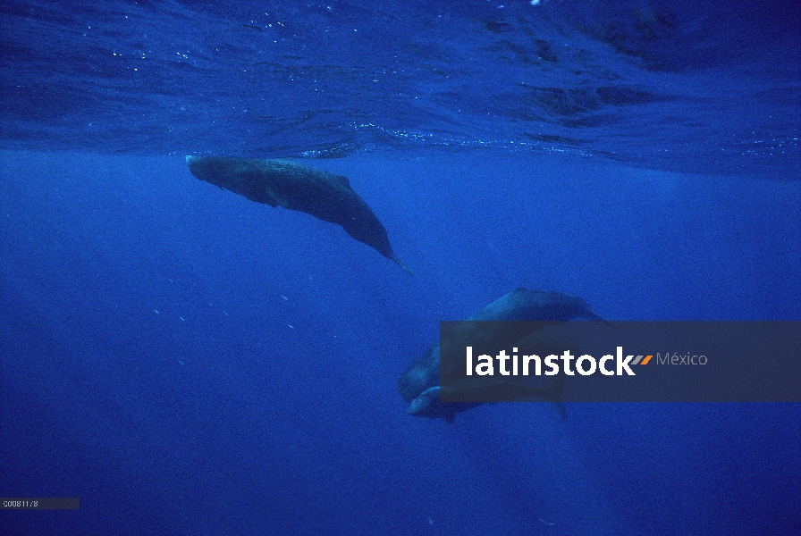 Grupo de cachalote (Physeter macrocephalus), Sri Lanka