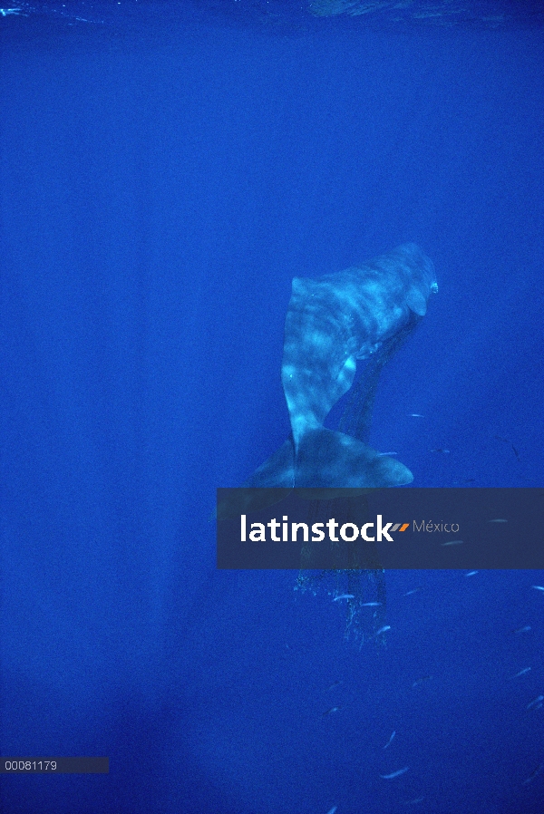 Cachalote (Physeter macrocephalus) con red en mandíbula, Hawaii