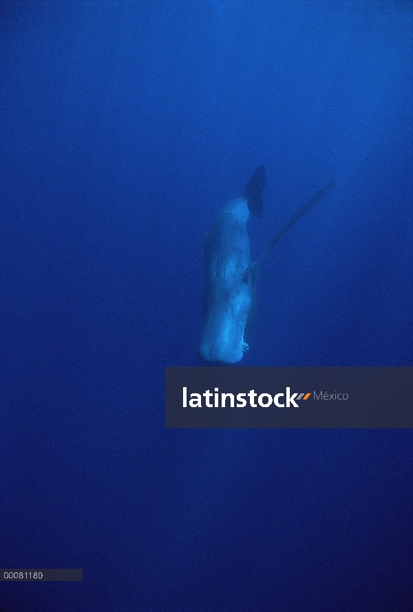 Cachalote (Physeter macrocephalus) con red de pesca capturados en su mandíbula, Sri Lanka