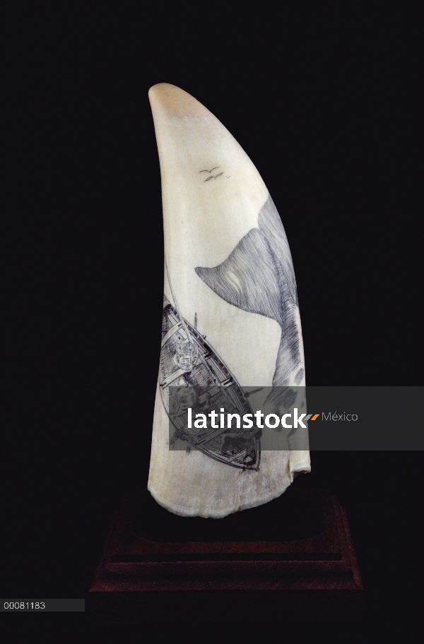 Diente de cachalote (Physeter macrocephalus) con ilustraciones de Scrimshaw de ballenas, Hawaii