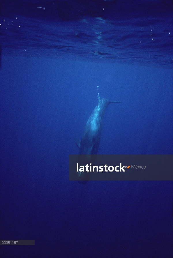 Cachalote (Physeter macrocephalus) buceo, Sri Lanka