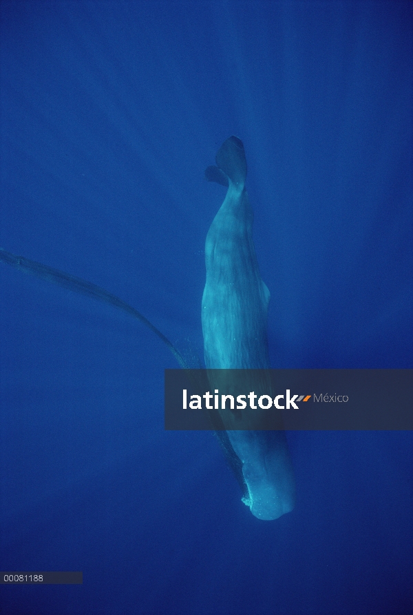 Cachalote (Physeter macrocephalus) con red en mandíbula, Hawaii