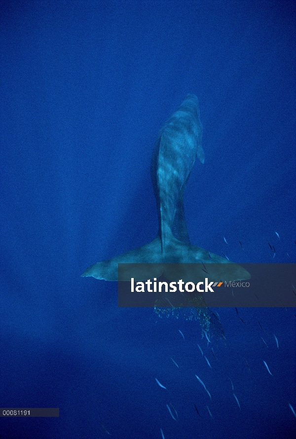 Cachalote (Physeter macrocephalus) con red en mandíbula, Hawaii