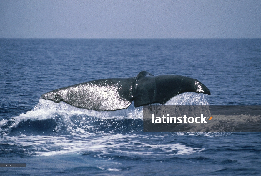 Cola de cachalote (Physeter macrocephalus) de la costa de Kona, Hawaii