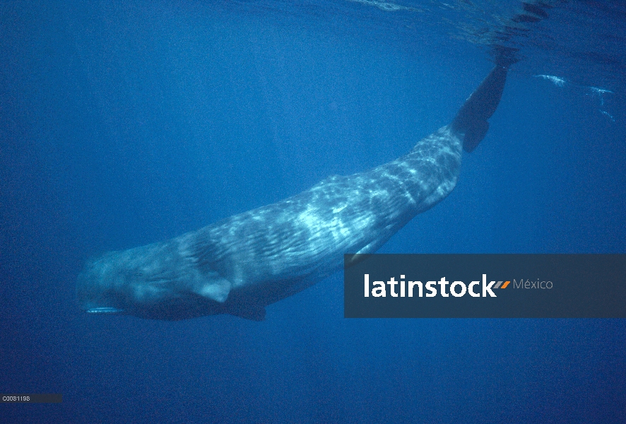 Retrato de cachalote (Physeter macrocephalus), Sri Lanka