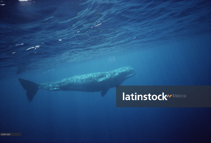 Retrato de cachalote (Physeter macrocephalus), Sri Lanka