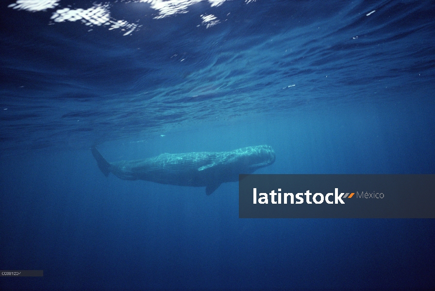 Retrato subacuático de cachalote (Physeter macrocephalus), Sri Lanka