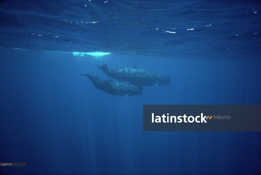 Par de cachalote (Physeter macrocephalus), Sri Lanka