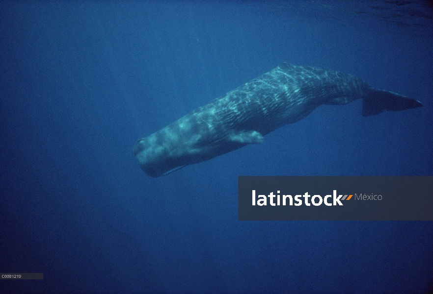 Cachalote (Physeter macrocephalus), Sri Lanka