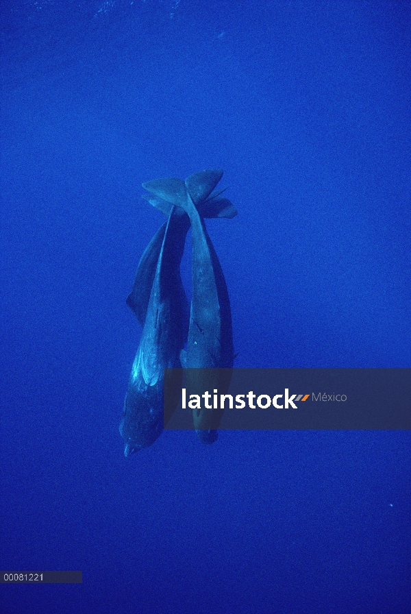 Trío de cachalote (Physeter macrocephalus) buceo, Sri Lanka