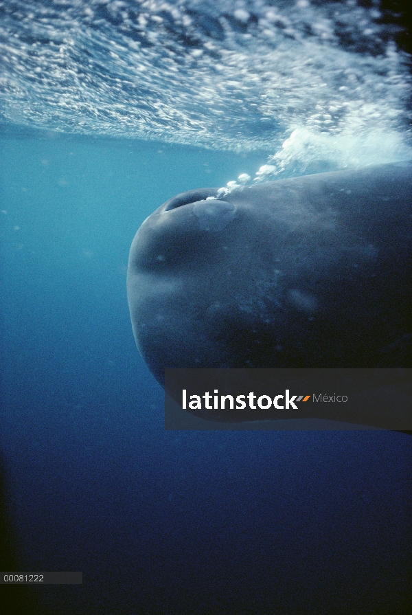 Orificio de soplado de cachalote (Physeter macrocephalus) y burbujas, Sri Lanka