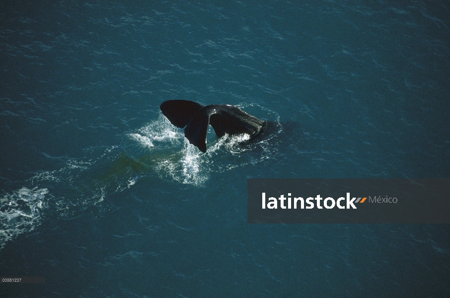 Cola de cachalote (Physeter macrocephalus), Nueva Zelanda