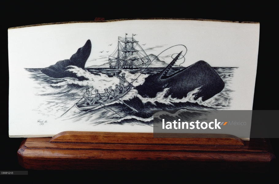 Cachalote (Physeter macrocephalus) capturada por balleneros en Scrimshaw