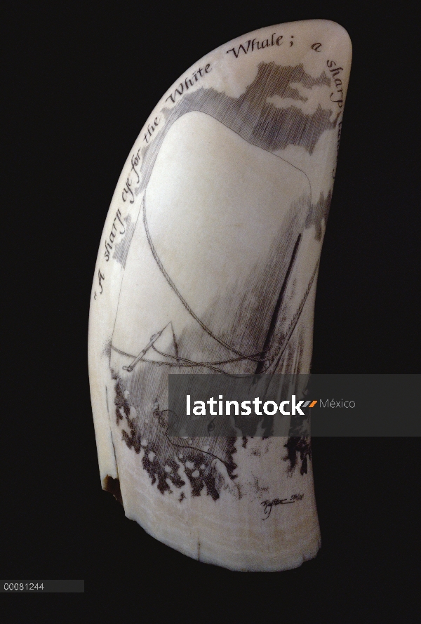 Scrimshaw con inscripción de la lectura, un ojo agudo para la ballena blanca