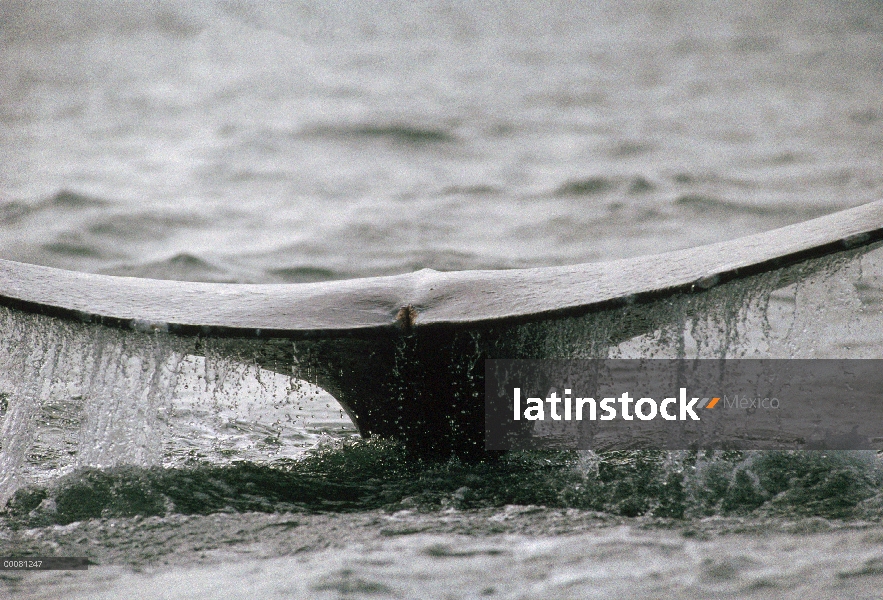 Cola de cachalote (Physeter macrocephalus), Sri Lanka