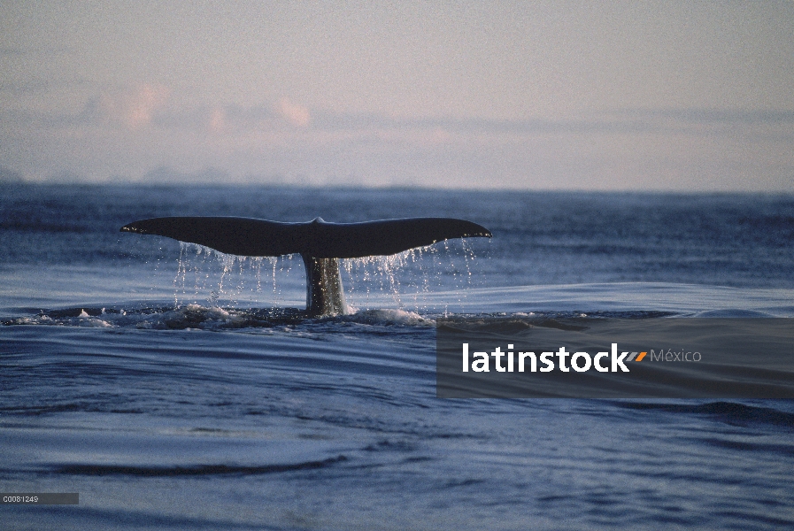 Cola de cachalote (Physeter macrocephalus), Sri Lanka